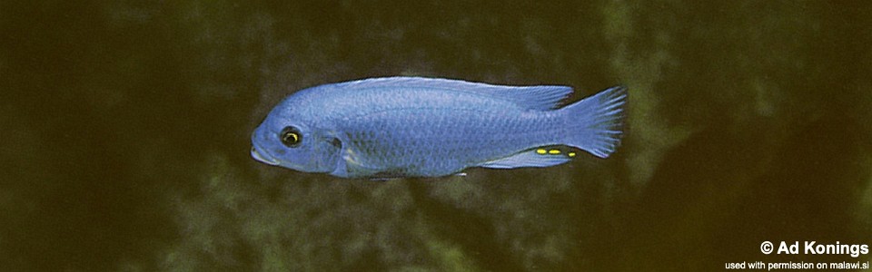 Maylandia callainos 'Katale Island'<br><font color=gray>Metriaclima callainos 'Katale Island'</font>